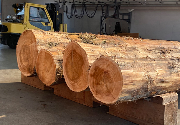 Rough timber logs